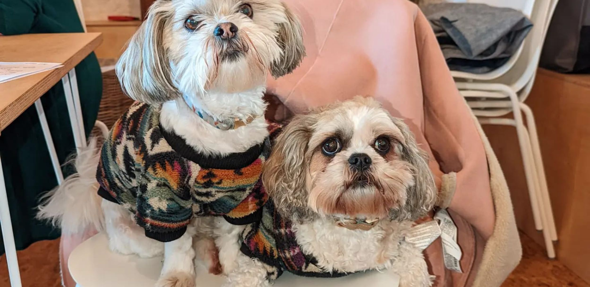 Maggie and Meryl taking advantage of the dog friendly environment that is Greenbrae Steading – they will likely be sleeping under the table during our chats as they are so comfortable in the space now.