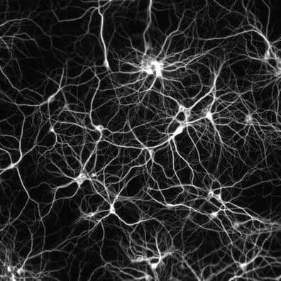 NEWS: Initial funding for Mycelium networking project