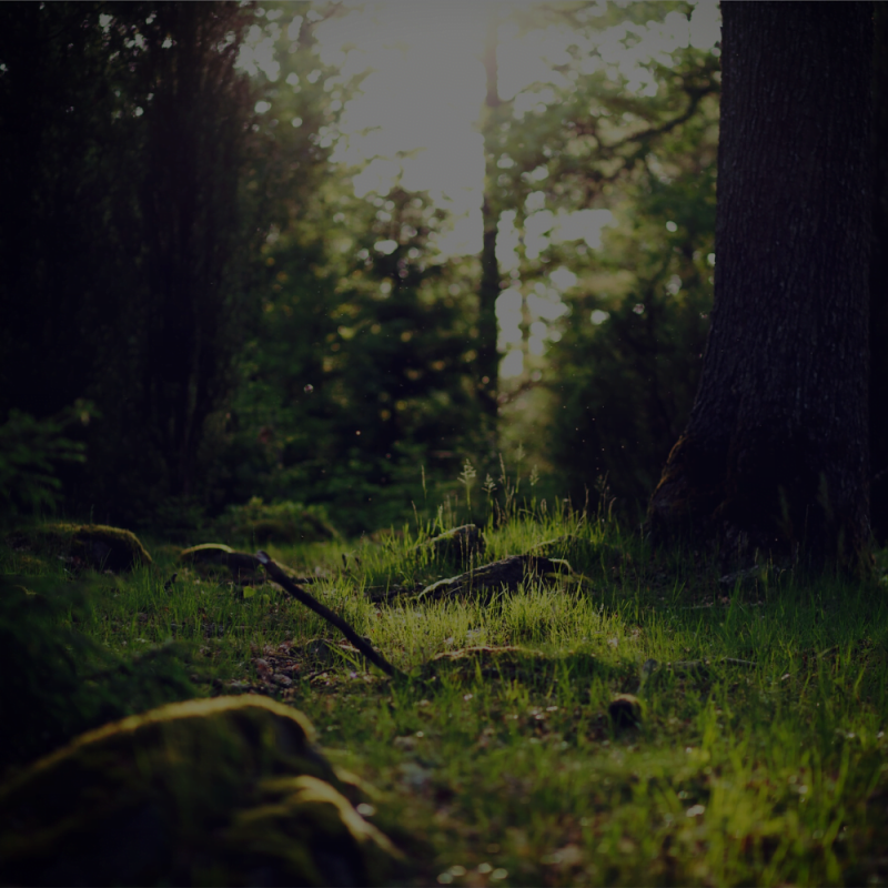 MAKE: Woodland Understory Walk